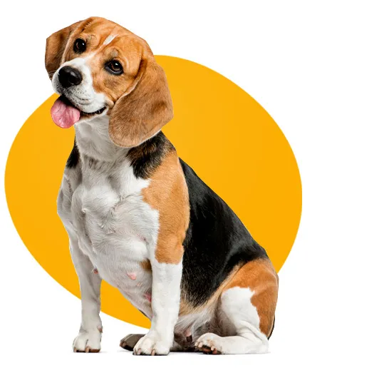Beagle που κάθεται