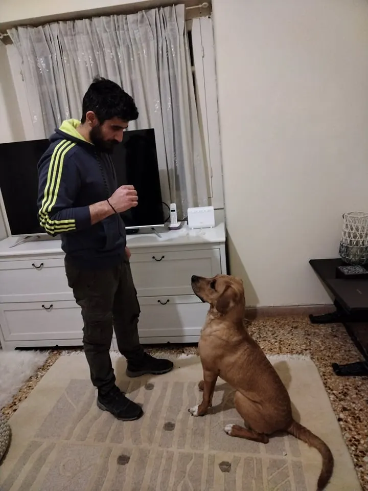 Μαθητής της Dogs and the City — εκπαίδευση σκύλων Πειραιάς
