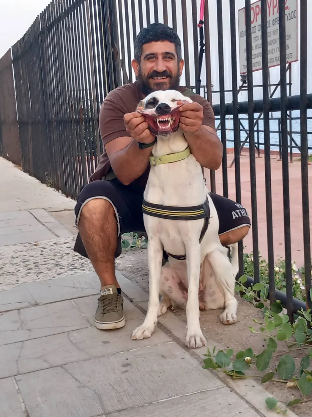 Μαθητής της Dogs and the City — εκπαίδευση σκύλων Πειραιάς