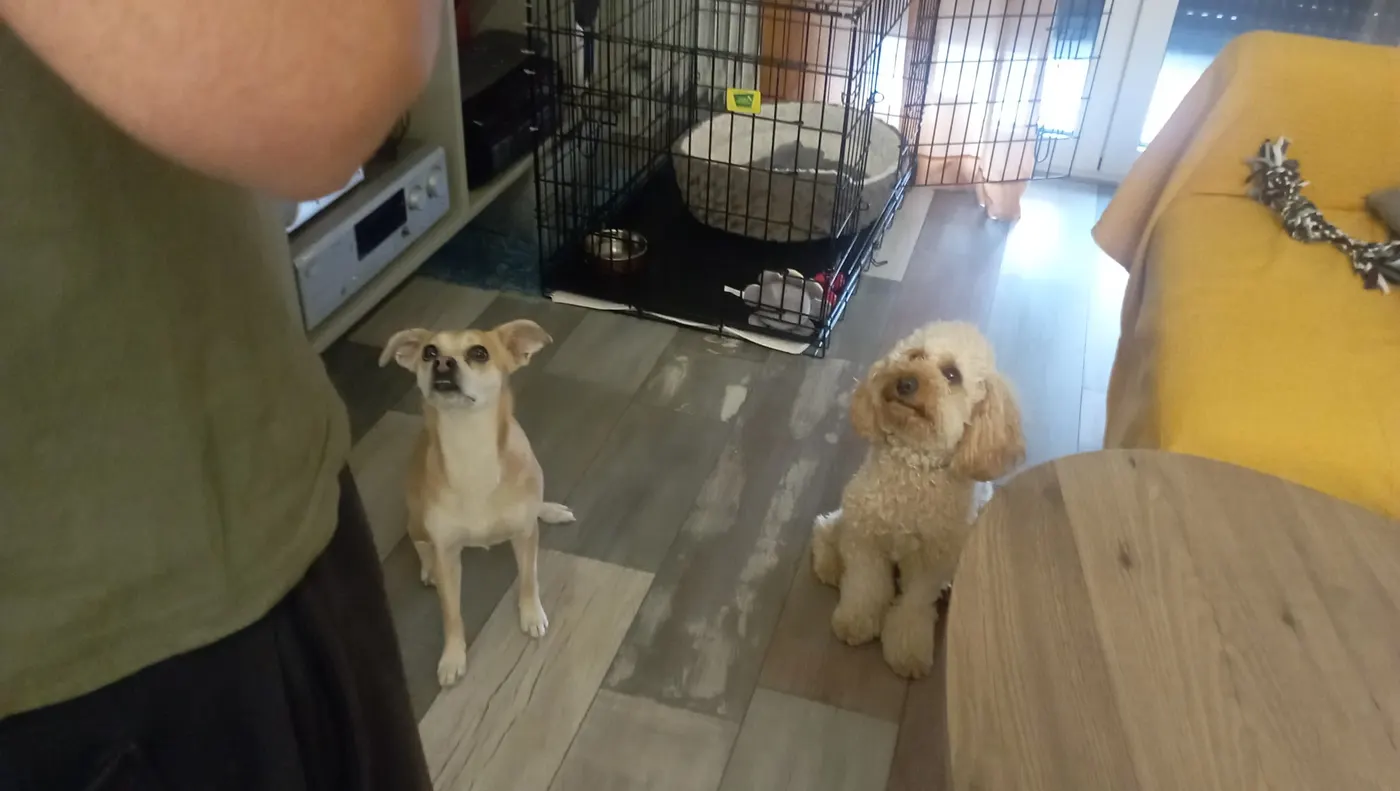 Μαθητής της Dogs and the City — εκπαίδευση σκύλων Πειραιάς