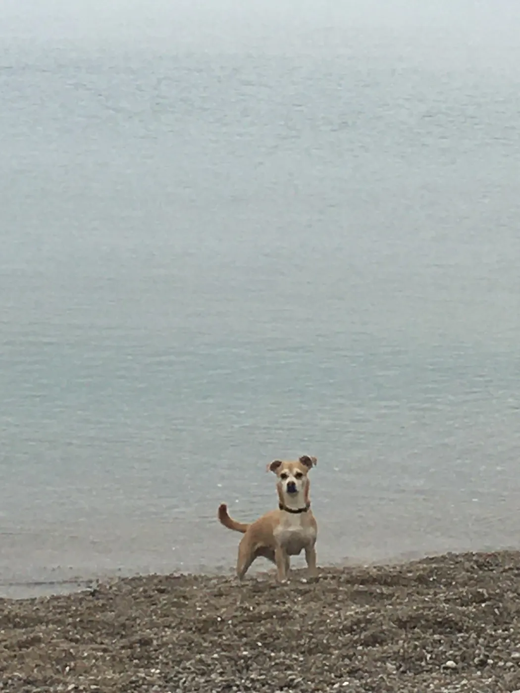 Μαθητής της Dogs and the City — εκπαίδευση σκύλων Πειραιάς