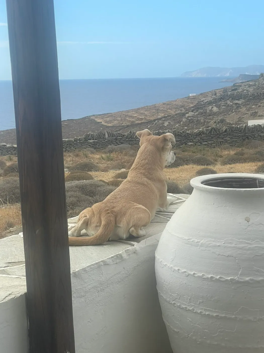 Μαθητής της Dogs and the City — εκπαίδευση σκύλων Πειραιάς